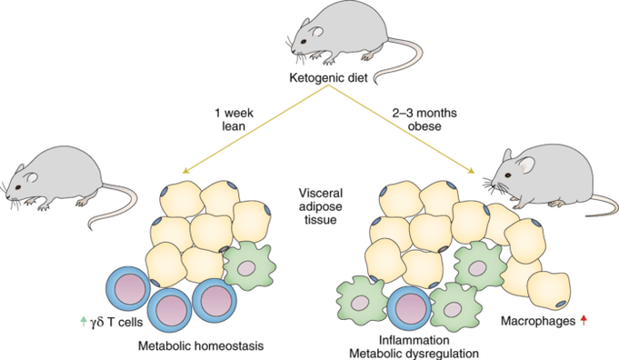 Seguire una dieta cheto porta ad una diminuzione delle cellule T immunitarie gamma delta e ad un aumento del numero di macrofagi nel tessuto adiposo